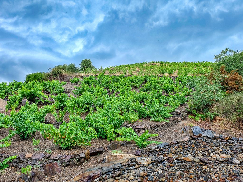 Los viñedos de la Côte Vermeille en un carrete de 12 fotografías